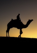Tableau Inspiration 00035 - Camel Rider